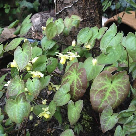 Horny Goat Weed